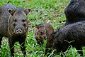 Flickr - ggallice - Collared peccaries (1)
