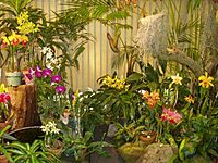 Archivo:Foster Botanical Garden (orchid display) - Honolulu, HI