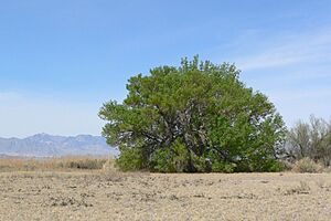 Archivo:Fraxinus velutina 1