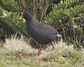 Gallinula nesiotis Beintema