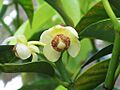 Garcinia macrophylla