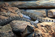 Archivo:Gfp-santa-cataline-island-rattlesnake
