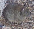 Greater Sticknest Rat