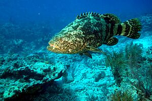 Archivo:Grouper, NPSPhoto (9249981980)