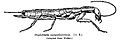 GrylloblattaCampodeiformis