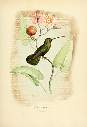 Archivo:Histoirenaturell11874muls 0071