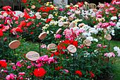 Archivo:Jardin de rosas