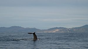 Archivo:Kaikoura whalewatching