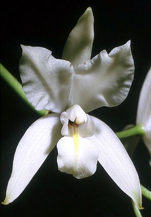 Archivo:Laelia albida Orchi 003