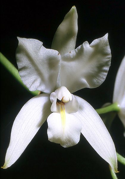 Laelia albida Orchi 003