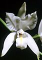 Laelia albida Orchi 003