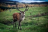 Archivo:Largest Red Deer