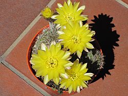 Archivo:Lobivia (echinopsis) aurea 2