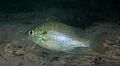 Longear sunfish (Lepomis megalotis) (2687269023)
