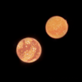 Luyten 726-8