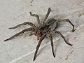 Lycosa erythrognatha (Araña Lobo de Vientre Negro)
