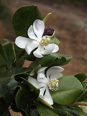 Archivo:Magnolia pallescens