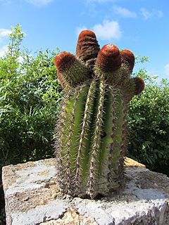Archivo:Melocactus intortus - Barrel cactus, Turk's head cactus - Tynnyrikaktus C IMG 1004