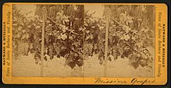 Archivo:Mission grapes, by Hayward & Muzzall