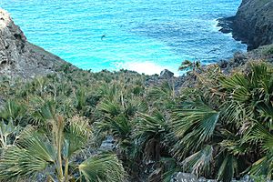 Archivo:Nihoa Pritchardia remota