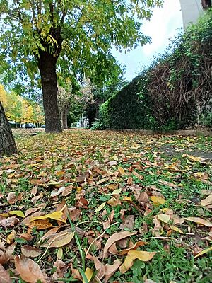 Archivo:OTOÑO EN ABBOTT