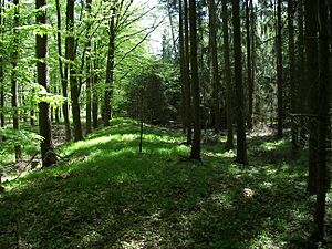 Archivo:Obergermanischer Limes bei Lich, Hessen, 2006