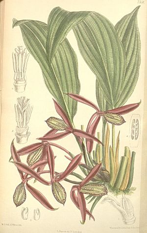Archivo:Orchidantha maxillarioides