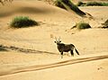Oryx Gazella Namib Desert