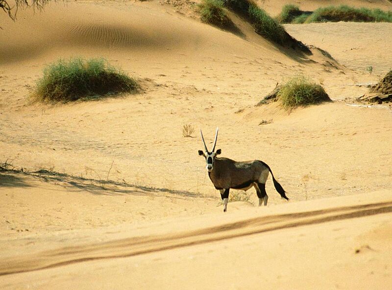 Oryx Gazella Namib Desert