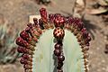 Pájara La Lajita - Oasis Park - Pachycereus marginatus 06 ies