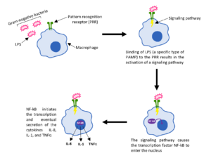 Archivo:PAMPs and PRRs in the Innate Immune System