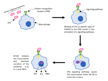 Archivo:PAMPs and PRRs in the Innate Immune System