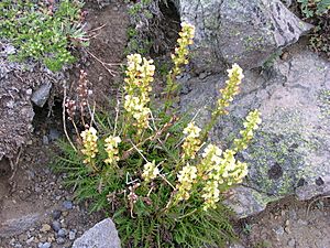 Archivo:Pedicularis contorta Second Burroughs (371850861)