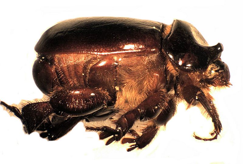 Pericoptus truncatus lateral