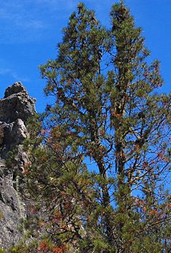 Archivo:Pinus attenuata Pine Mountain