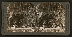 Archivo:Pioneer's Cabin, Calaveras Grove, Cal., U. S. A., by Singley, B. L. (Benjamin Lloyd)