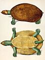 Podocnemis erythrocephala