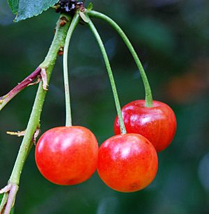 Archivo:Prunus cerasus sp acida arb breuil