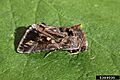 Pseudoplusia includens