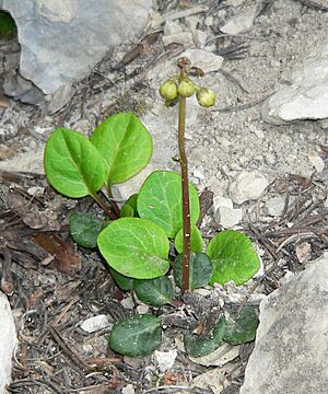 Archivo:Pyrola chlorantha 4