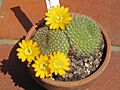 Rebutia sp. 3