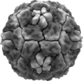 Rhinovirus isosurface