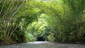 Archivo:Rio Murca en La Palma, Cundinamarca