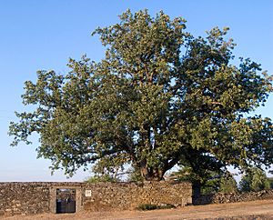 Archivo:Roble del cementrio viejo Codesal Zamora