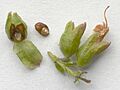 Rosmarinus officinalis IP1106011