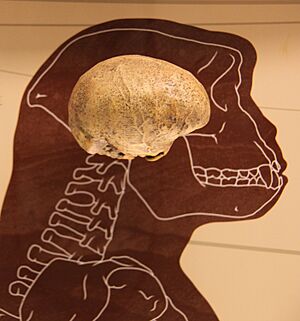 Archivo:Sahelantrophus tchadensis endocast - Smithsonian Museum of Natural History - 2012-05-17