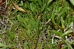 Archivo:Salicornia ramosissima fg01