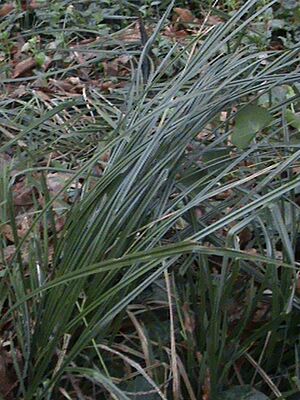 Archivo:Santa barbara sedge 2