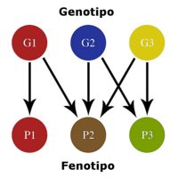 Archivo:Schema semplificato rapporti genitipo fenotipo