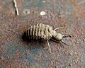 Scott Robinson - Ant Lion (by)